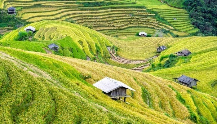 Sapa