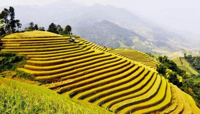 Hoang Su Phi
