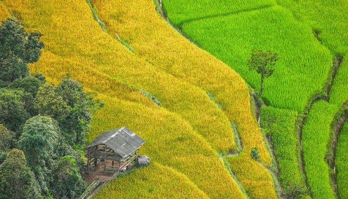 Hoang Su Phi