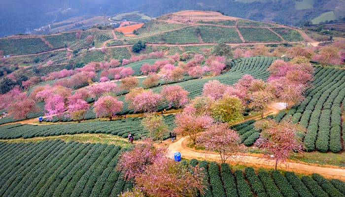 Sapa