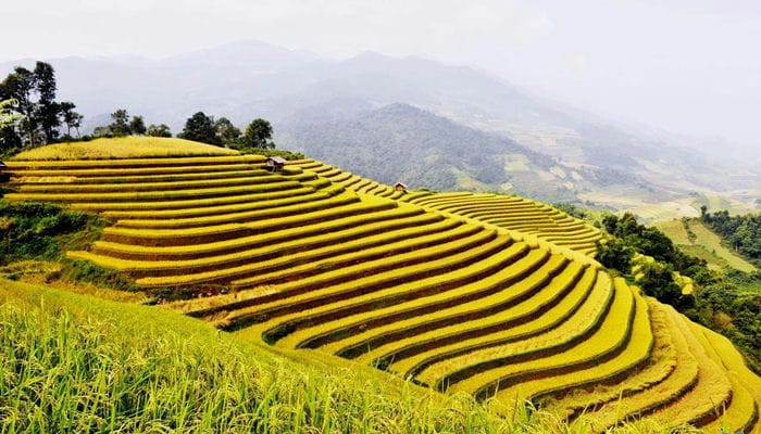 Hoàng Su Phi