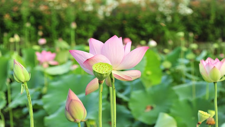 lotus