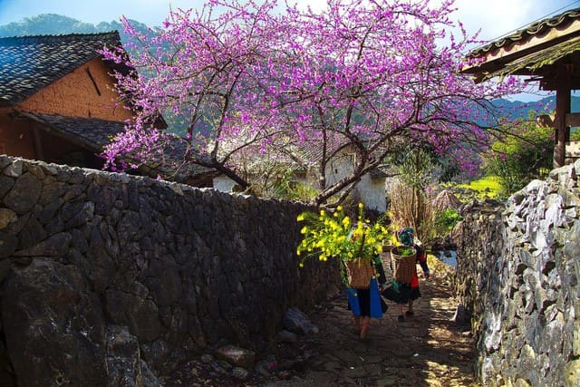 Sapa-na-primavera