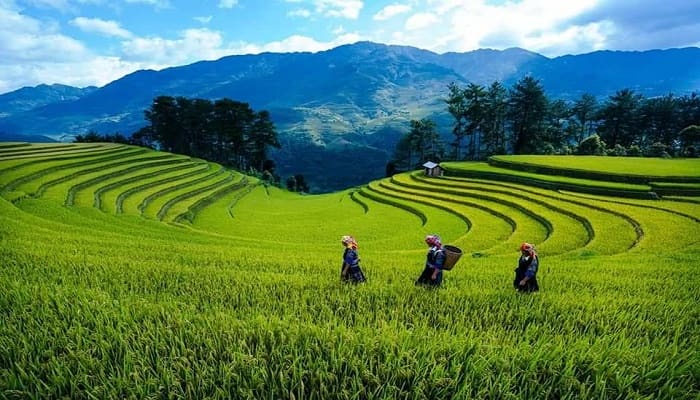Ruộng bậc thang Yên Bái